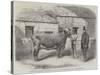 Captain Gunter's Duchess 77Th, First Prize Cow at the Royal Agricultural Society's Show at Leeds-Thomas Harrington Wilson-Stretched Canvas