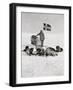 Captain Roald Amundsen at the South Pole, 1912, from 'The Year 1912', Published London, 1913-null-Framed Giclee Print