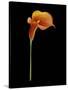 Captivating Calla III-Nancy Slocum-Stretched Canvas