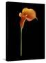 Captivating Calla III-Nancy Slocum-Stretched Canvas