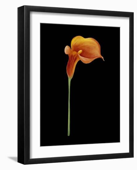 Captivating Calla III-Nancy Slocum-Framed Art Print