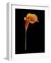 Captivating Calla III-Nancy Slocum-Framed Art Print