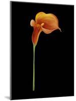 Captivating Calla III-Nancy Slocum-Mounted Art Print