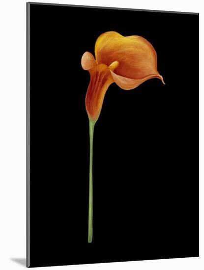 Captivating Calla III-Nancy Slocum-Mounted Art Print