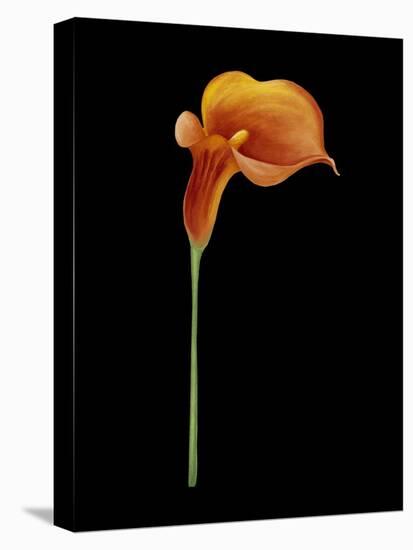 Captivating Calla III-Nancy Slocum-Stretched Canvas