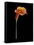 Captivating Calla III-Nancy Slocum-Framed Stretched Canvas