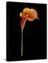 Captivating Calla III-Nancy Slocum-Stretched Canvas