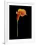 Captivating Calla III-Nancy Slocum-Framed Art Print