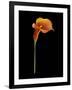 Captivating Calla III-Nancy Slocum-Framed Art Print