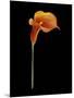 Captivating Calla III-Nancy Slocum-Mounted Art Print