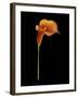 Captivating Calla III-Nancy Slocum-Framed Art Print