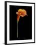 Captivating Calla III-Nancy Slocum-Framed Art Print