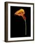 Captivating Calla IV-Nancy Slocum-Framed Art Print