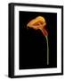 Captivating Calla IV-Nancy Slocum-Framed Art Print