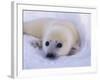 Captivating Stare-Staffan Widstrand-Framed Giclee Print