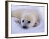 Captivating Stare-Staffan Widstrand-Framed Giclee Print