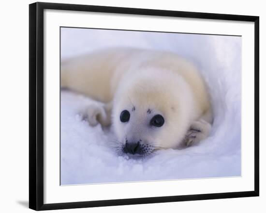 Captivating Stare-Staffan Widstrand-Framed Giclee Print