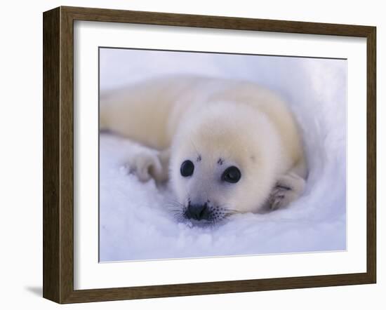 Captivating Stare-Staffan Widstrand-Framed Giclee Print