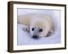 Captivating Stare-Staffan Widstrand-Framed Giclee Print