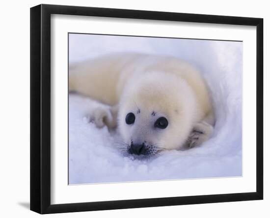 Captivating Stare-Staffan Widstrand-Framed Giclee Print