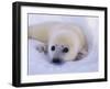 Captivating Stare-Staffan Widstrand-Framed Giclee Print