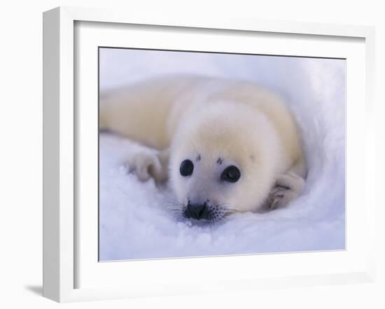 Captivating Stare-Staffan Widstrand-Framed Giclee Print