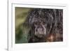 Captive adult Monk saki (Pithecia monachus), San Francisco Village, Loreto, Peru, South America-Michael Nolan-Framed Photographic Print