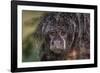 Captive adult Monk saki (Pithecia monachus), San Francisco Village, Loreto, Peru, South America-Michael Nolan-Framed Photographic Print