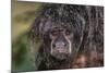 Captive adult Monk saki (Pithecia monachus), San Francisco Village, Loreto, Peru, South America-Michael Nolan-Mounted Photographic Print