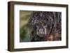 Captive adult Monk saki (Pithecia monachus), San Francisco Village, Loreto, Peru, South America-Michael Nolan-Framed Photographic Print