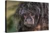 Captive adult Monk saki (Pithecia monachus), San Francisco Village, Loreto, Peru, South America-Michael Nolan-Stretched Canvas