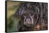 Captive adult Monk saki (Pithecia monachus), San Francisco Village, Loreto, Peru, South America-Michael Nolan-Framed Stretched Canvas