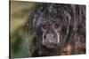 Captive adult Monk saki (Pithecia monachus), San Francisco Village, Loreto, Peru, South America-Michael Nolan-Stretched Canvas