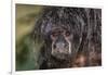 Captive adult Monk saki (Pithecia monachus), San Francisco Village, Loreto, Peru, South America-Michael Nolan-Framed Photographic Print