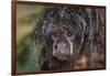 Captive adult Monk saki (Pithecia monachus), San Francisco Village, Loreto, Peru, South America-Michael Nolan-Framed Photographic Print