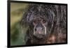 Captive adult Monk saki (Pithecia monachus), San Francisco Village, Loreto, Peru, South America-Michael Nolan-Framed Photographic Print