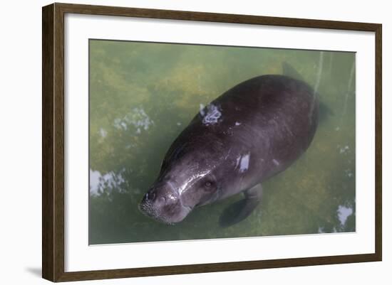 Captive Amazonian manatee (Trichechus inunguis) at the Manatee Rescue Center, Iquitos, Loreto, Peru-Michael Nolan-Framed Photographic Print