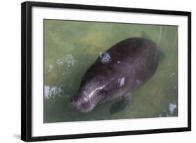 Captive Amazonian manatee (Trichechus inunguis) at the Manatee Rescue Center, Iquitos, Loreto, Peru-Michael Nolan-Framed Photographic Print