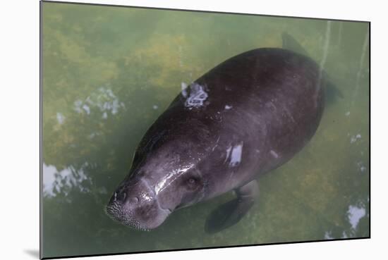 Captive Amazonian manatee (Trichechus inunguis) at the Manatee Rescue Center, Iquitos, Loreto, Peru-Michael Nolan-Mounted Photographic Print