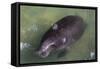 Captive Amazonian manatee (Trichechus inunguis) at the Manatee Rescue Center, Iquitos, Loreto, Peru-Michael Nolan-Framed Stretched Canvas