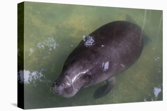 Captive Amazonian manatee (Trichechus inunguis) at the Manatee Rescue Center, Iquitos, Loreto, Peru-Michael Nolan-Stretched Canvas