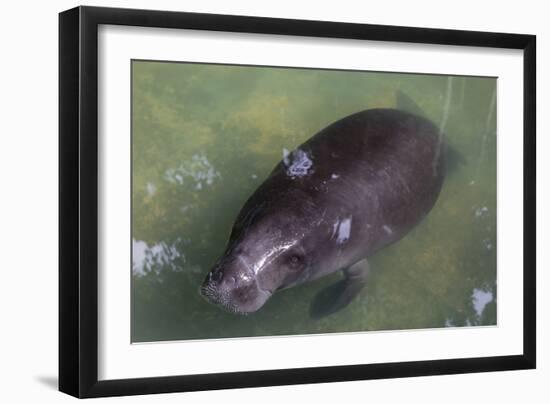 Captive Amazonian manatee (Trichechus inunguis) at the Manatee Rescue Center, Iquitos, Loreto, Peru-Michael Nolan-Framed Photographic Print