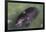 Captive Amazonian manatee (Trichechus inunguis) at the Manatee Rescue Center, Iquitos, Loreto, Peru-Michael Nolan-Framed Photographic Print