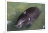 Captive Amazonian manatee (Trichechus inunguis) at the Manatee Rescue Center, Iquitos, Loreto, Peru-Michael Nolan-Framed Photographic Print