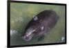 Captive Amazonian manatee (Trichechus inunguis) at the Manatee Rescue Center, Iquitos, Loreto, Peru-Michael Nolan-Framed Photographic Print