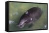 Captive Amazonian manatee (Trichechus inunguis) at the Manatee Rescue Center, Iquitos, Loreto, Peru-Michael Nolan-Framed Stretched Canvas