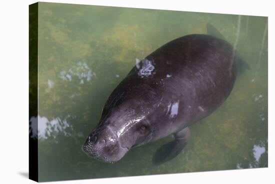 Captive Amazonian manatee (Trichechus inunguis) at the Manatee Rescue Center, Iquitos, Loreto, Peru-Michael Nolan-Stretched Canvas