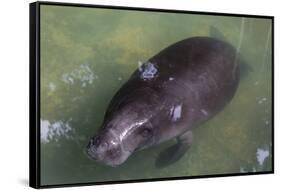 Captive Amazonian manatee (Trichechus inunguis) at the Manatee Rescue Center, Iquitos, Loreto, Peru-Michael Nolan-Framed Stretched Canvas