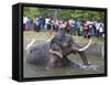 Captive Asiatic Elephant (Elephas Maximus Maximus), Victoria Park, Colombo, Sri Lanka-Peter Barritt-Framed Stretched Canvas