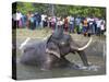 Captive Asiatic Elephant (Elephas Maximus Maximus), Victoria Park, Colombo, Sri Lanka-Peter Barritt-Stretched Canvas